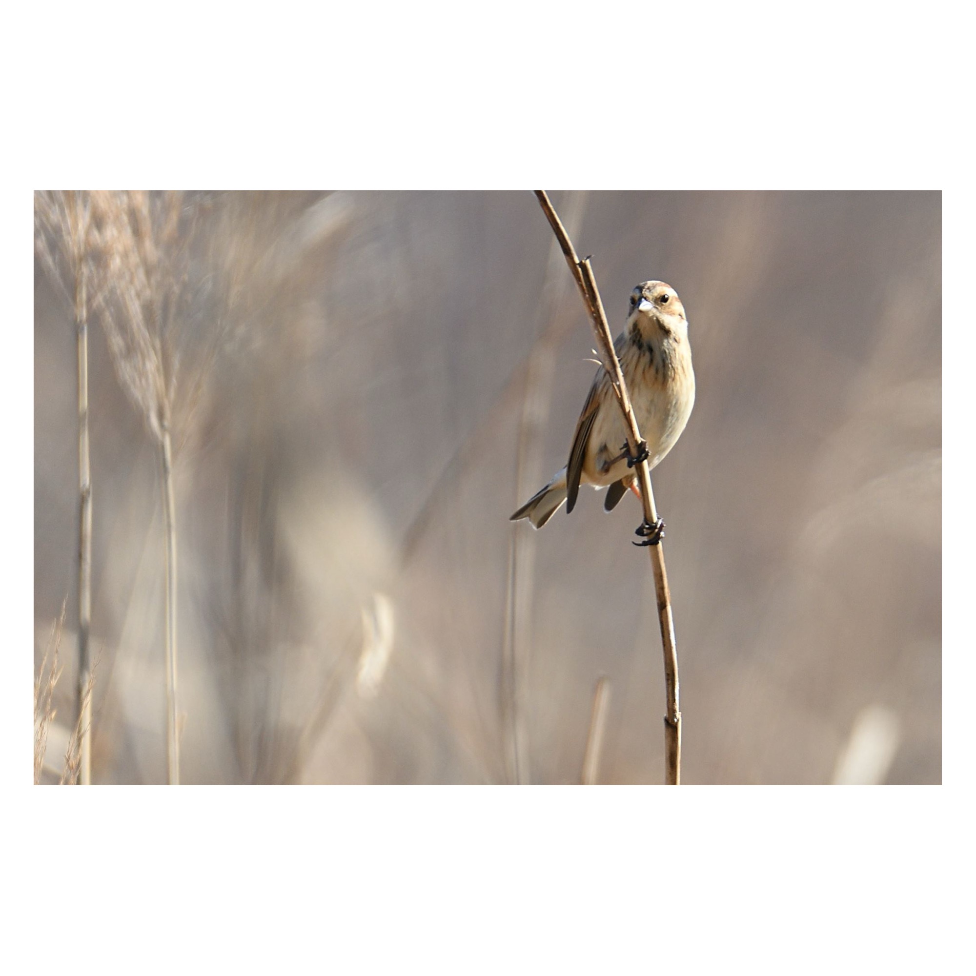 年末年始の営業予定