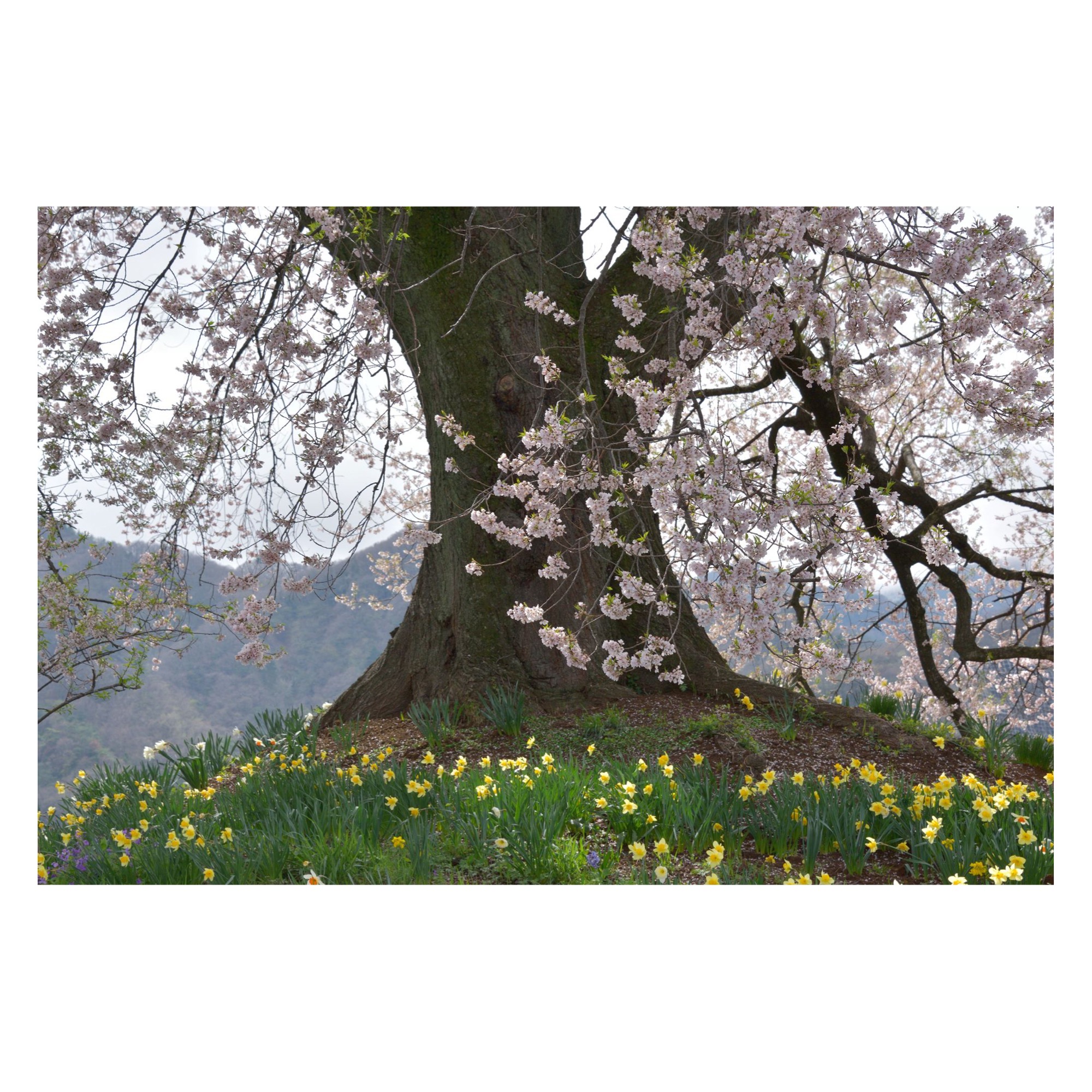 3/30（月）臨時休業のお知らせ